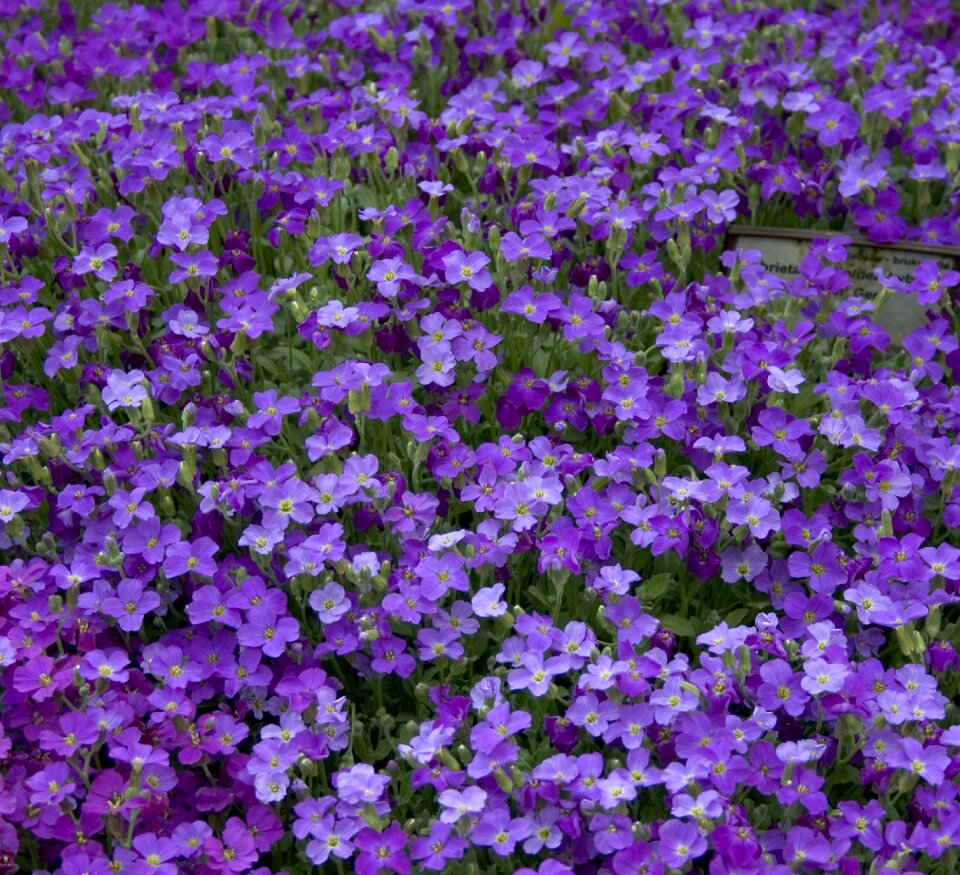 Blossom botanical floral