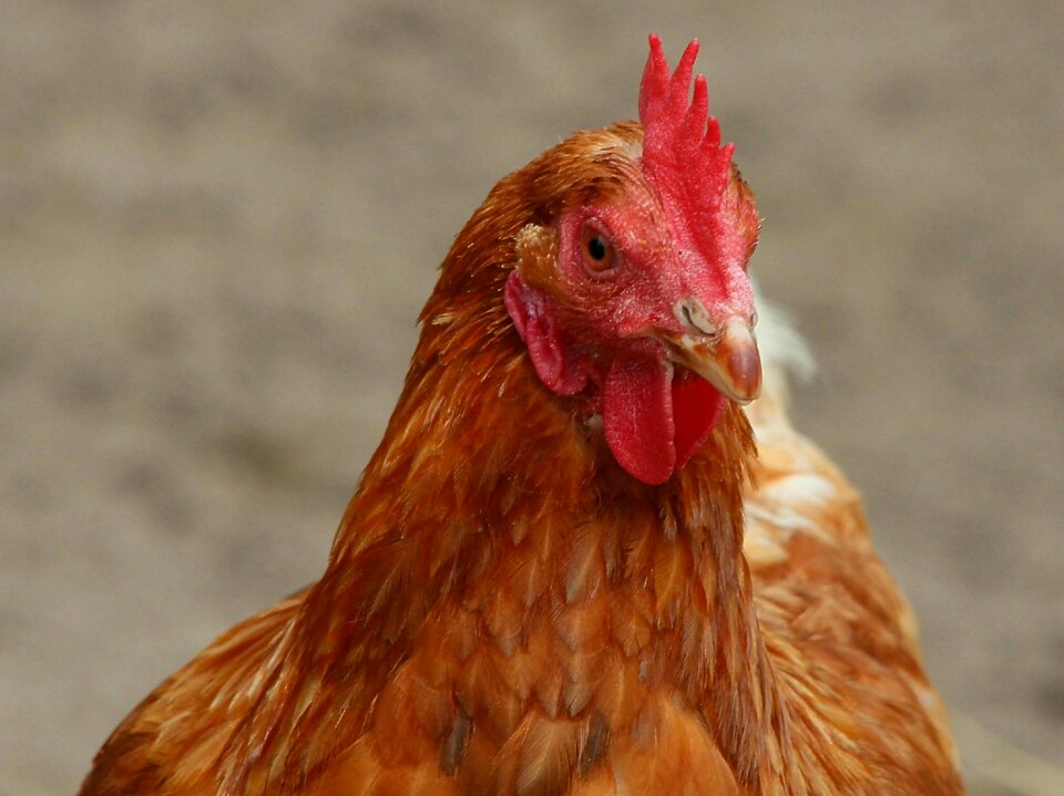Poultry bird pinnate