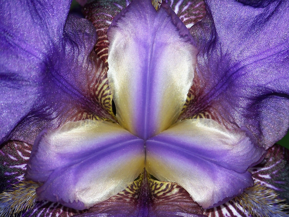 Petal flora floral