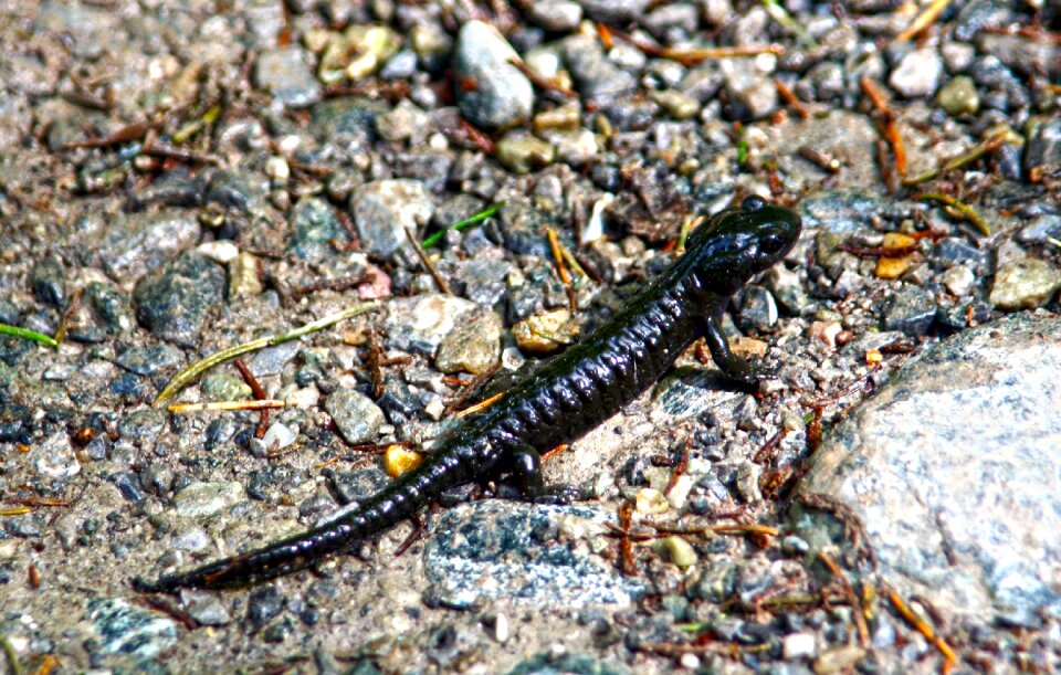 Nature animal nature conservation