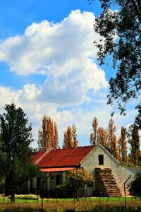 Farm farmstead trees