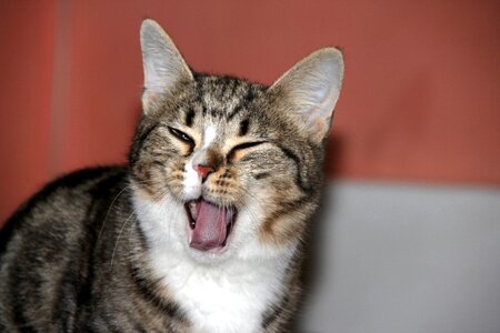 Blinked pet animals
