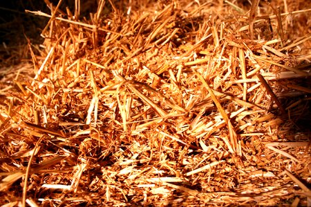 Landscape farm cattle feed