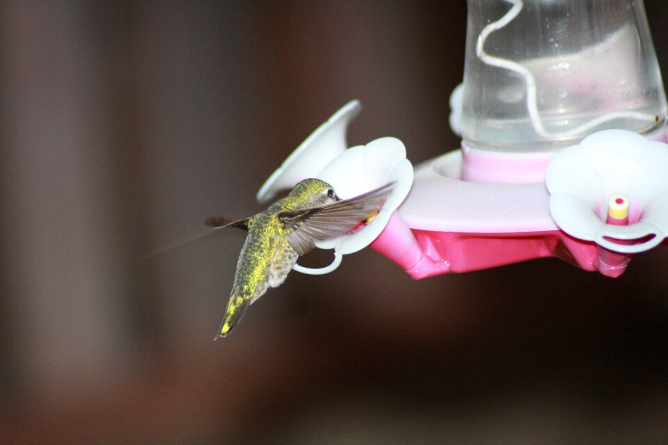 Ruby-throated feeder
