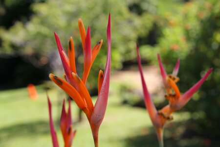 Hawaiian tropical floral photo