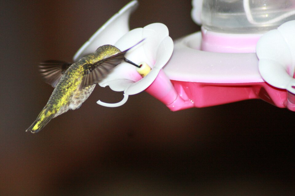Ruby-throated feeder