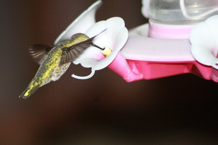 Ruby-throated feeder