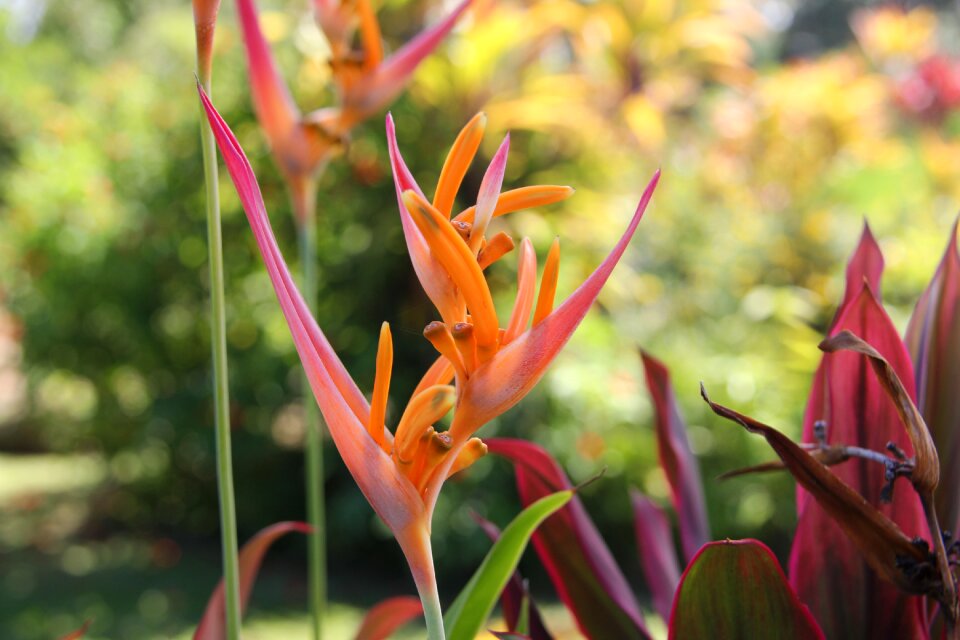 Hawaiian tropical floral