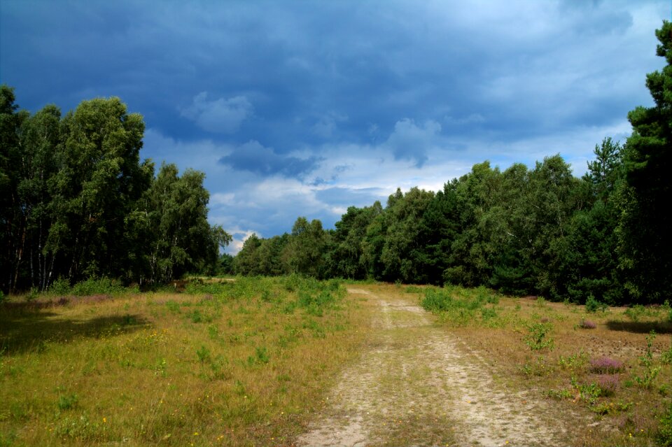 Landscape trees green