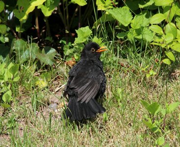 Bird throttle black photo