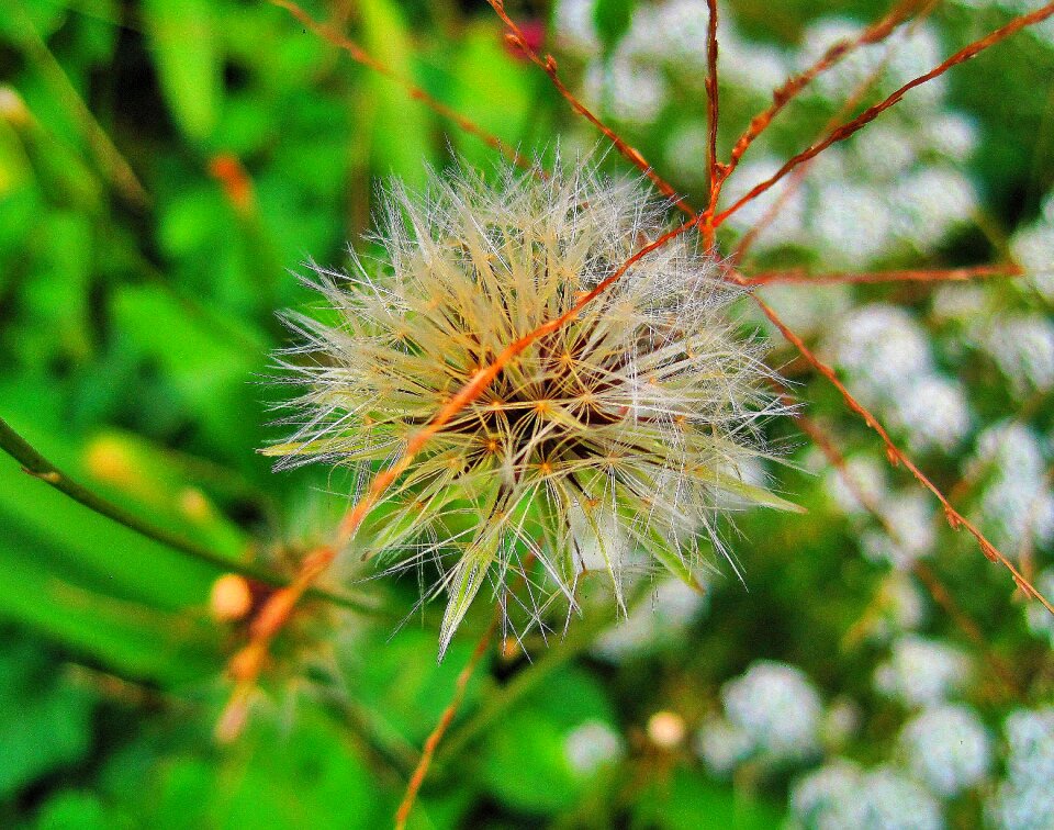Tuft seeds delicate