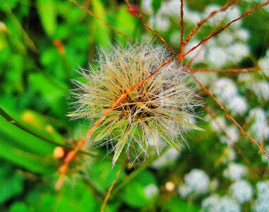 Tuft seeds delicate photo