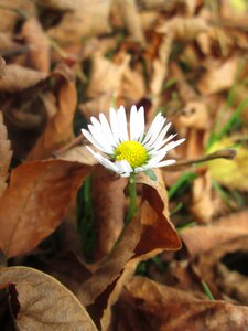 Sheet daisy flowers