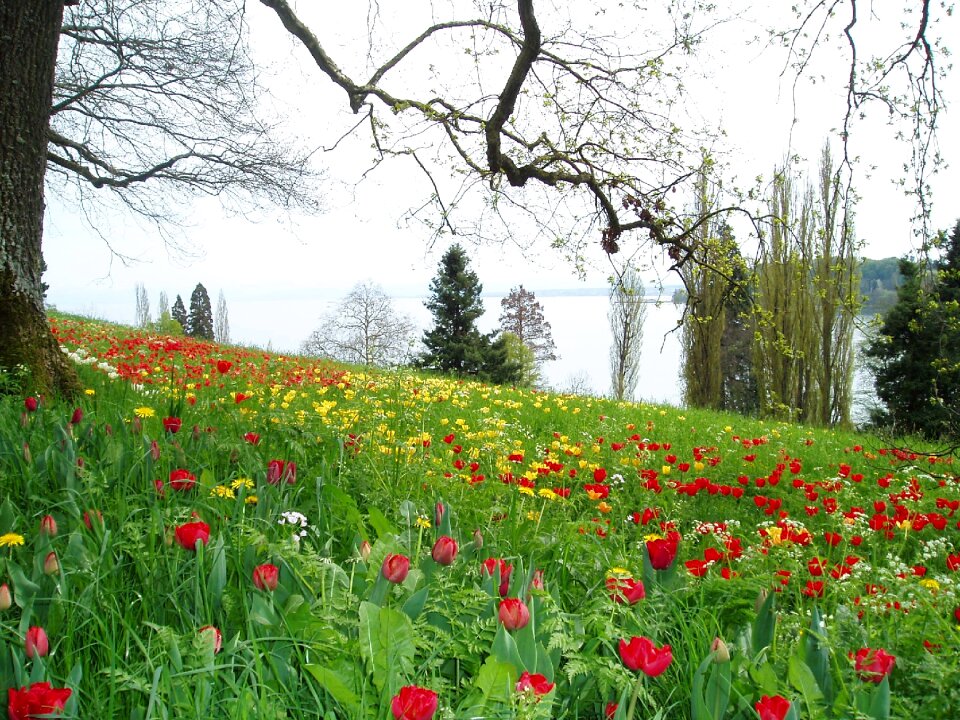Meadow flowers spring