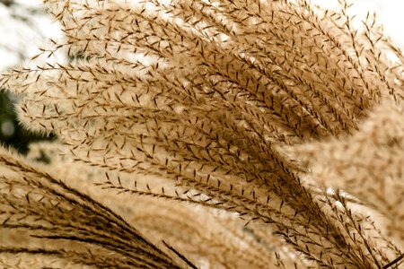 Miscanthus miscanthus sinensis garden
