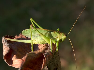 Konik green macro