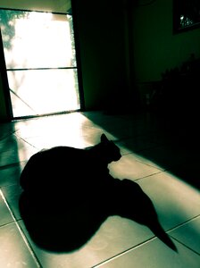 Black black cat photo
