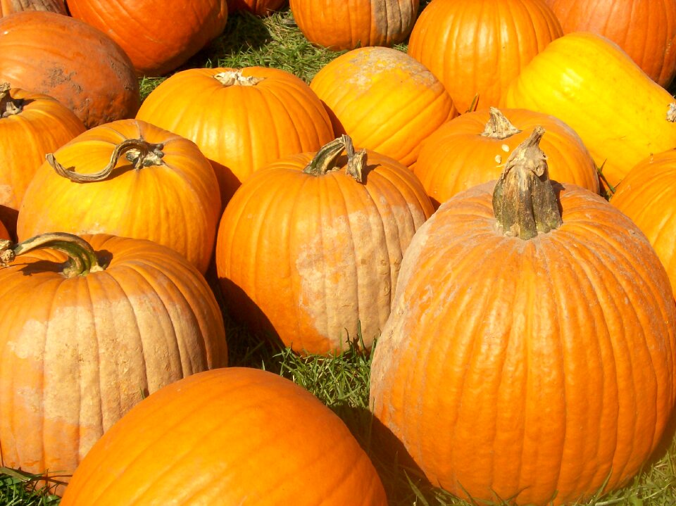 Thanksgiving halloween