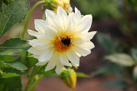 Blossom bumblebee petals