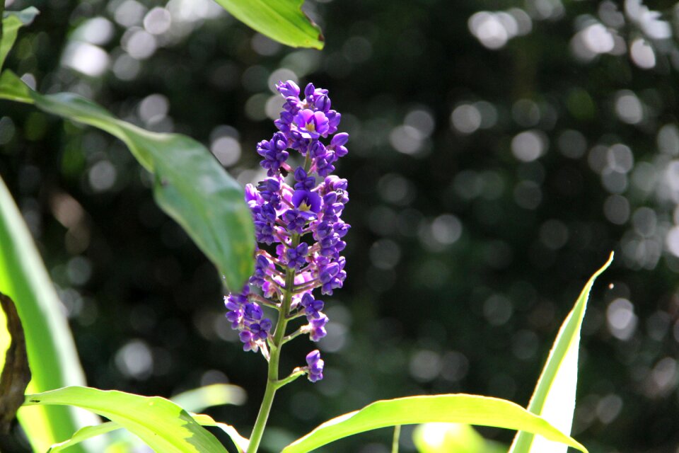 Hawaiian flora hawaii tropical