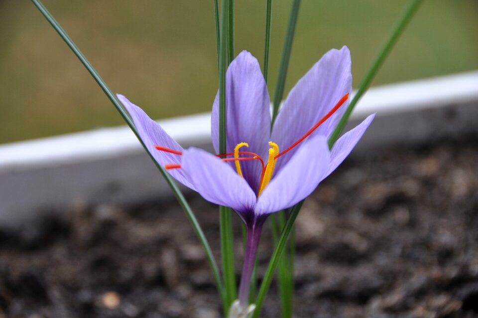 Saffron flower purple