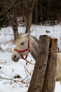 Horse animals nature