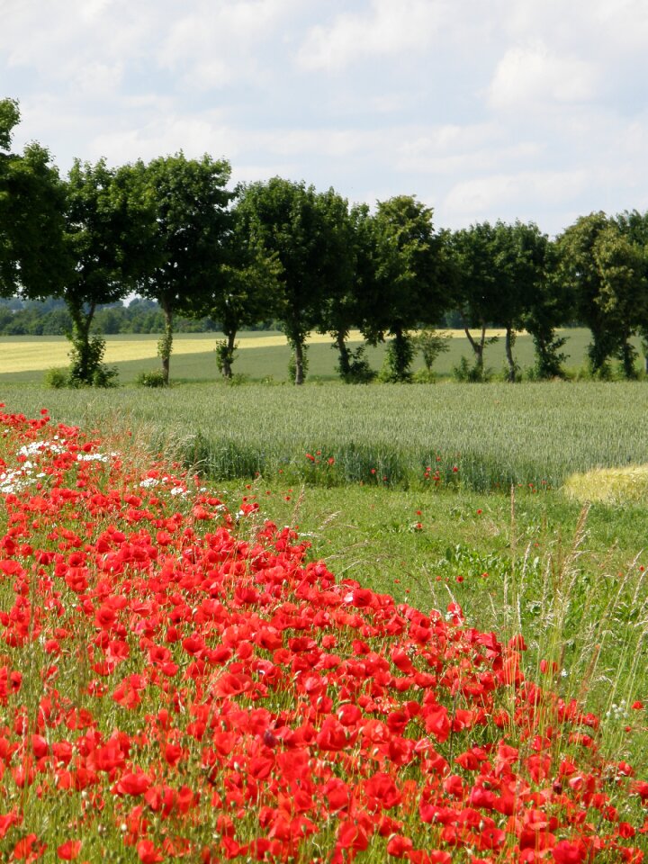 Red landscape red poppy