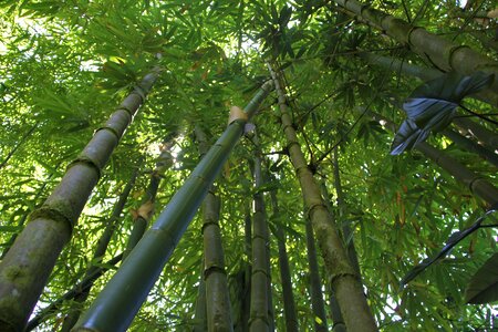 Nature green forest photo