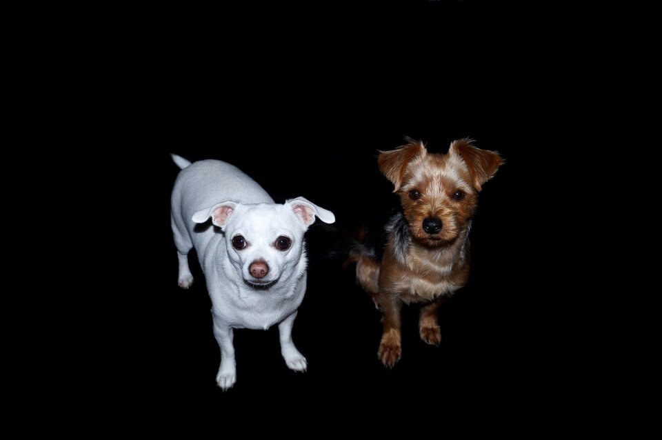 Dogs yorkshire terrier chihuahua