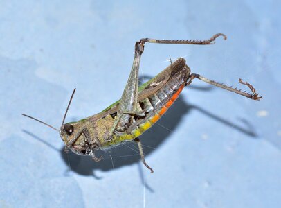 Orthoptera grasshopper green photo