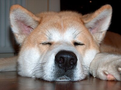 Fur sleeping akita