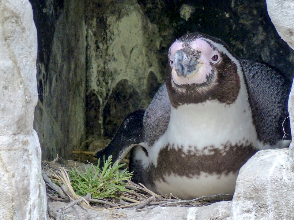 Animal cute wildlife