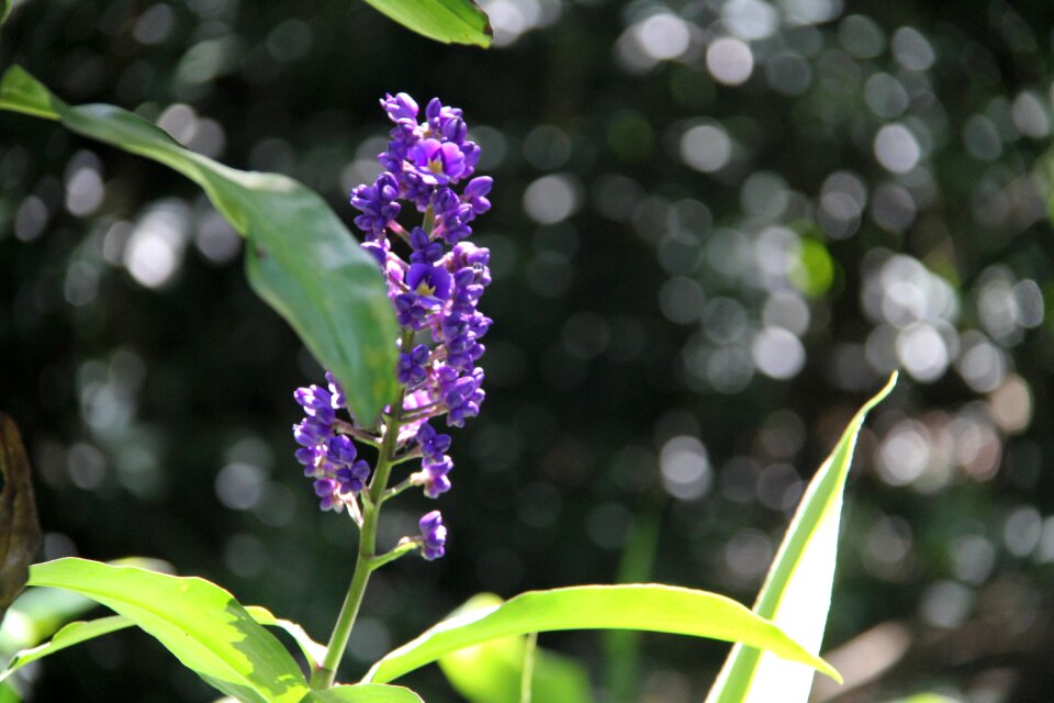 Hawaiian flora hawaii tropical