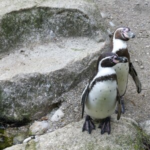 Cute wildlife arctic photo