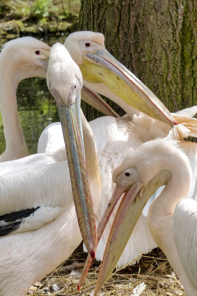 Animal nature pelecanus onocrotalus photo