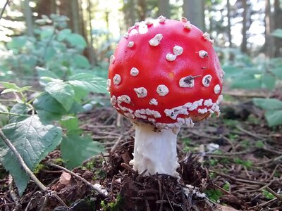 Nature forest floor red fly agaric mushroom photo