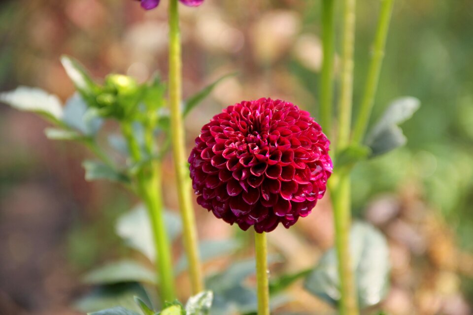 Vinous blossom