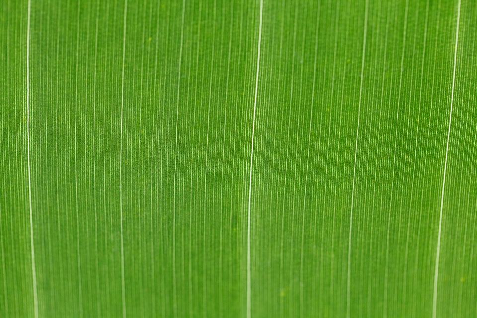 Bright detail flora