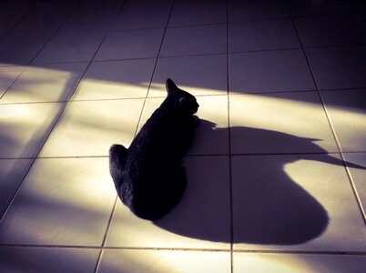 Cat shadow photo