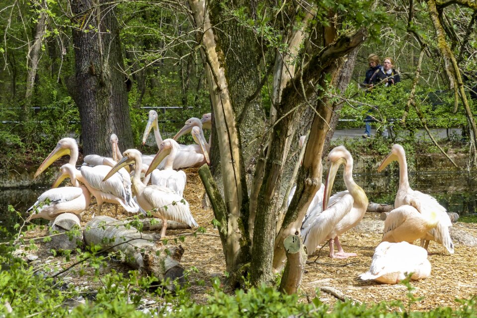 Animal nature pelecanus onocrotalus