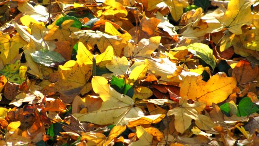 Fall leaves sun colorful leaves