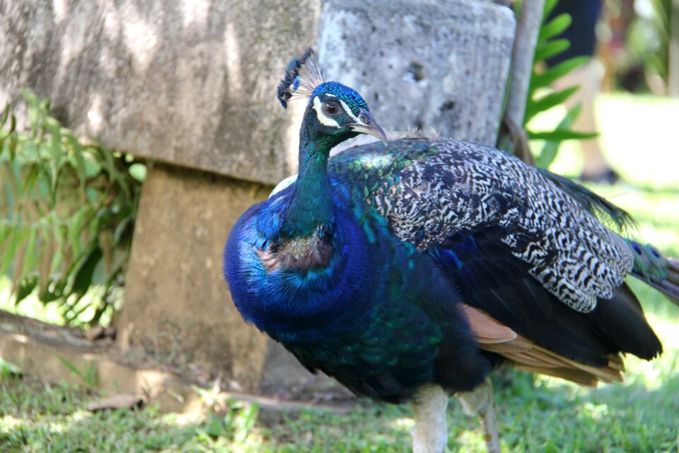 Feather blue animal