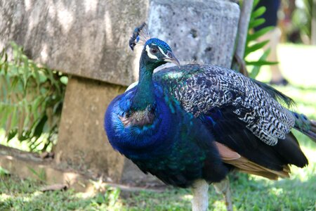 Feather blue animal photo