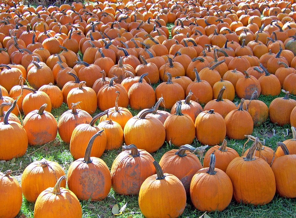Orange fruits seasonal