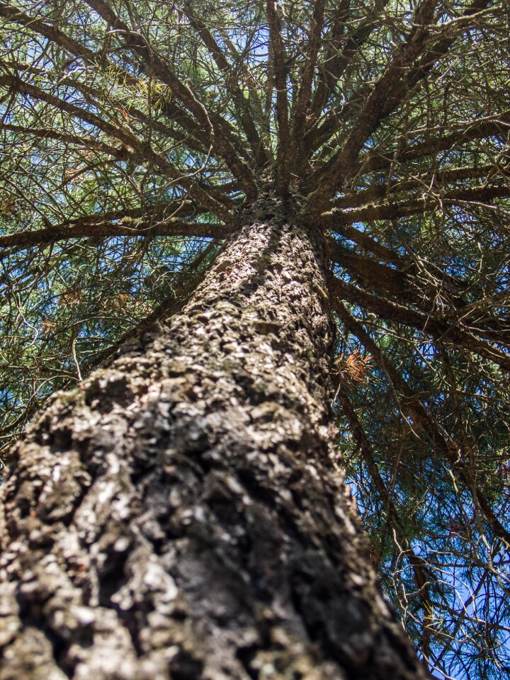 High branches pine