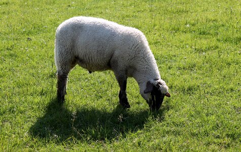 Wool agriculture graze
