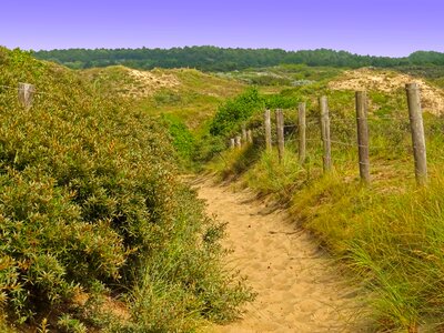 Path dunes summer photo