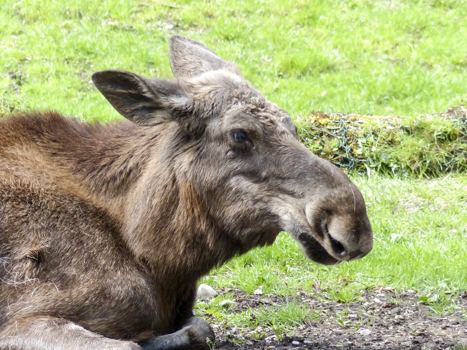 Wildlife nature mammal