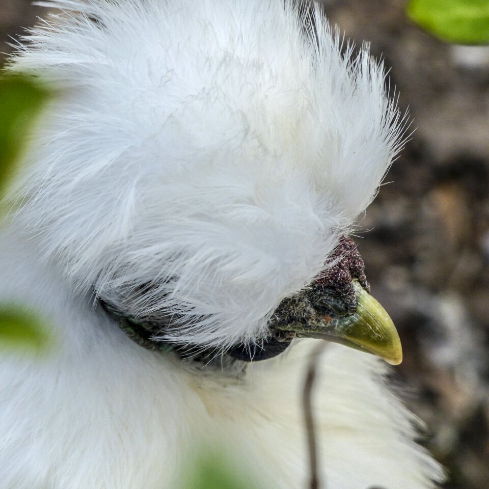 White beautiful feathered