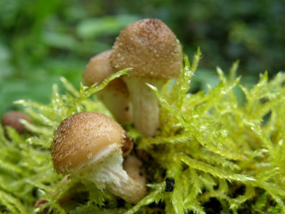 Brown nature forest floor